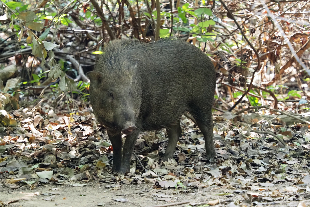 Wild Boar, Kanchanaburi, TH