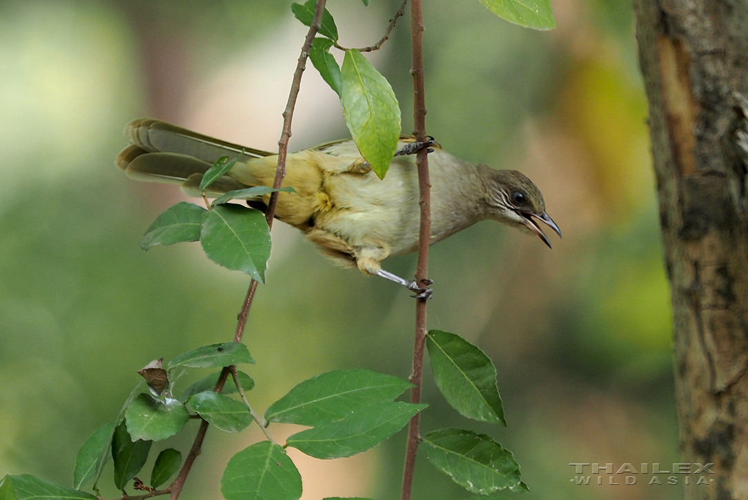 Streak-earedBulbul, Kanchanaburi, TH