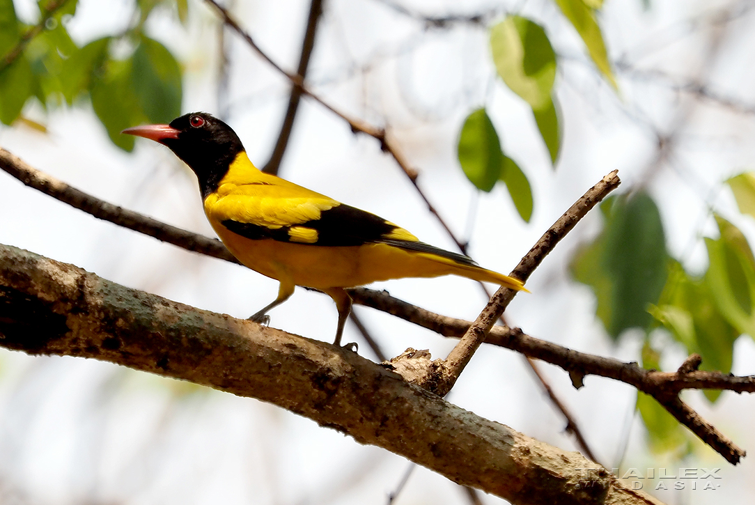 Black-hooded Oriole, Kanchanaburi, TH