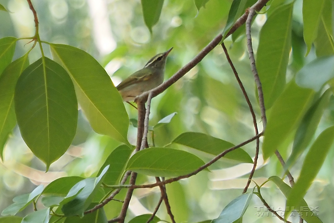 Greenish Warbler, Kanchanaburi, TH