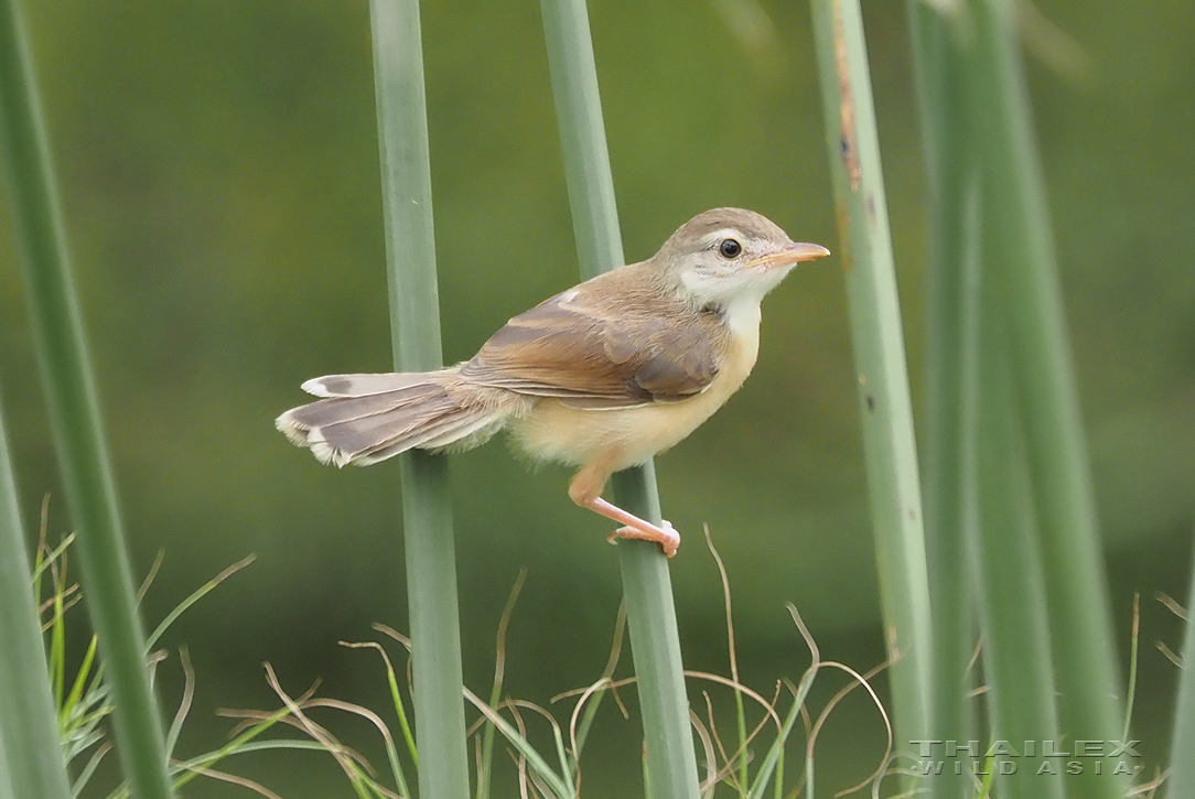 White-browed Prinia, Bangkok, TH