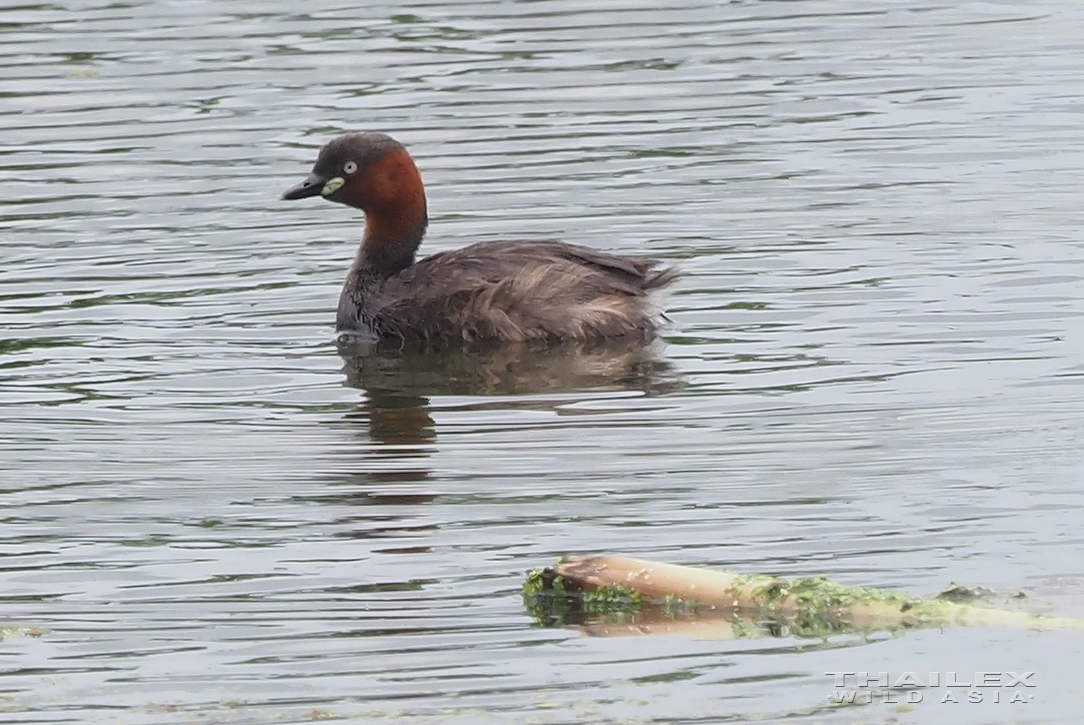 Little Grebe, Samut Prakan, TH