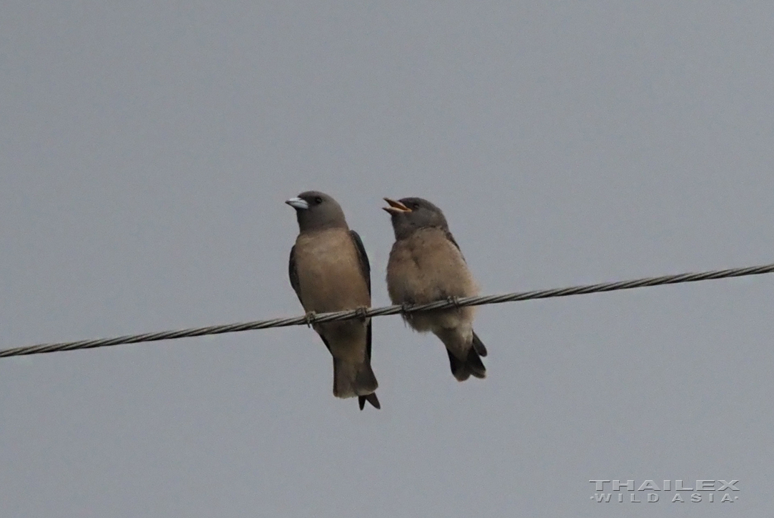 Ashy Woodswallows, Nakhon Ratchasima, TH