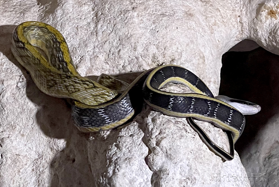 Cave Dwelling Snake, Lampang, TH