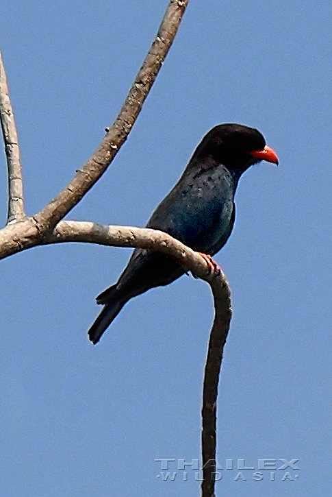 Oriental Dollarbird, Krabi, TH