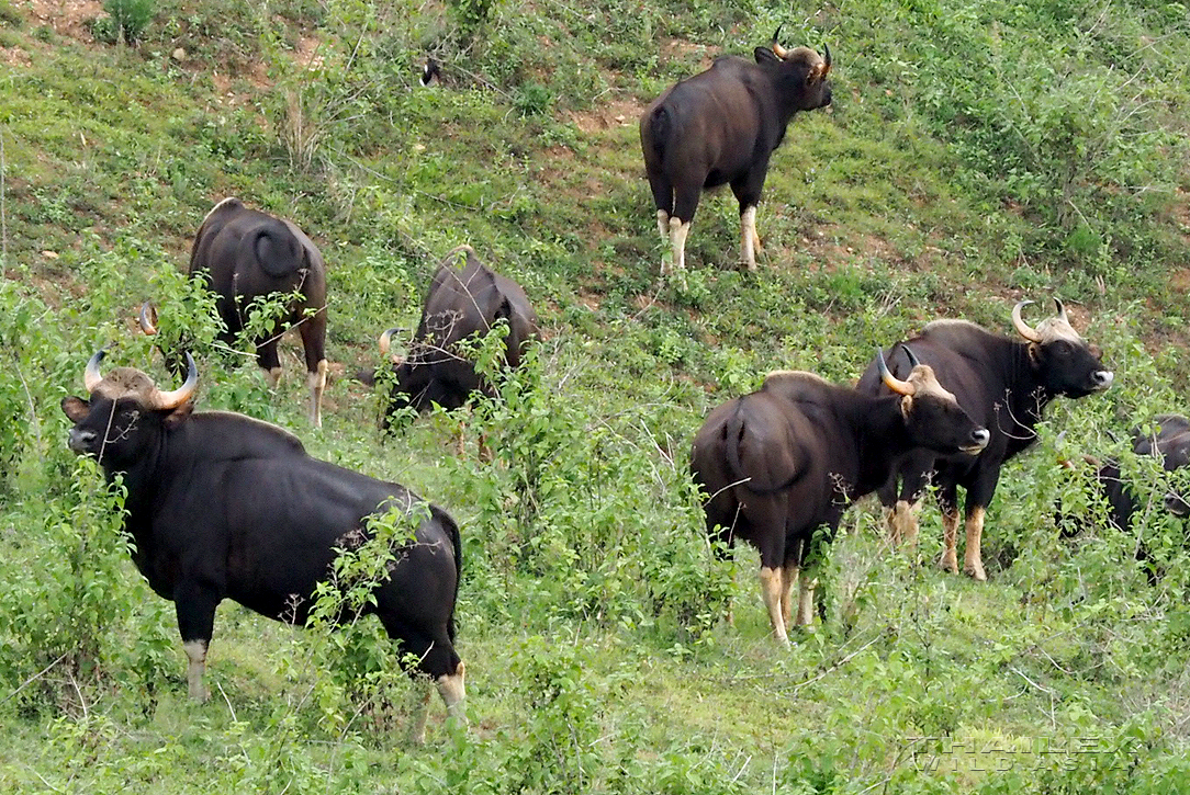 Gaurs, Nakhon Ratchasima, TH