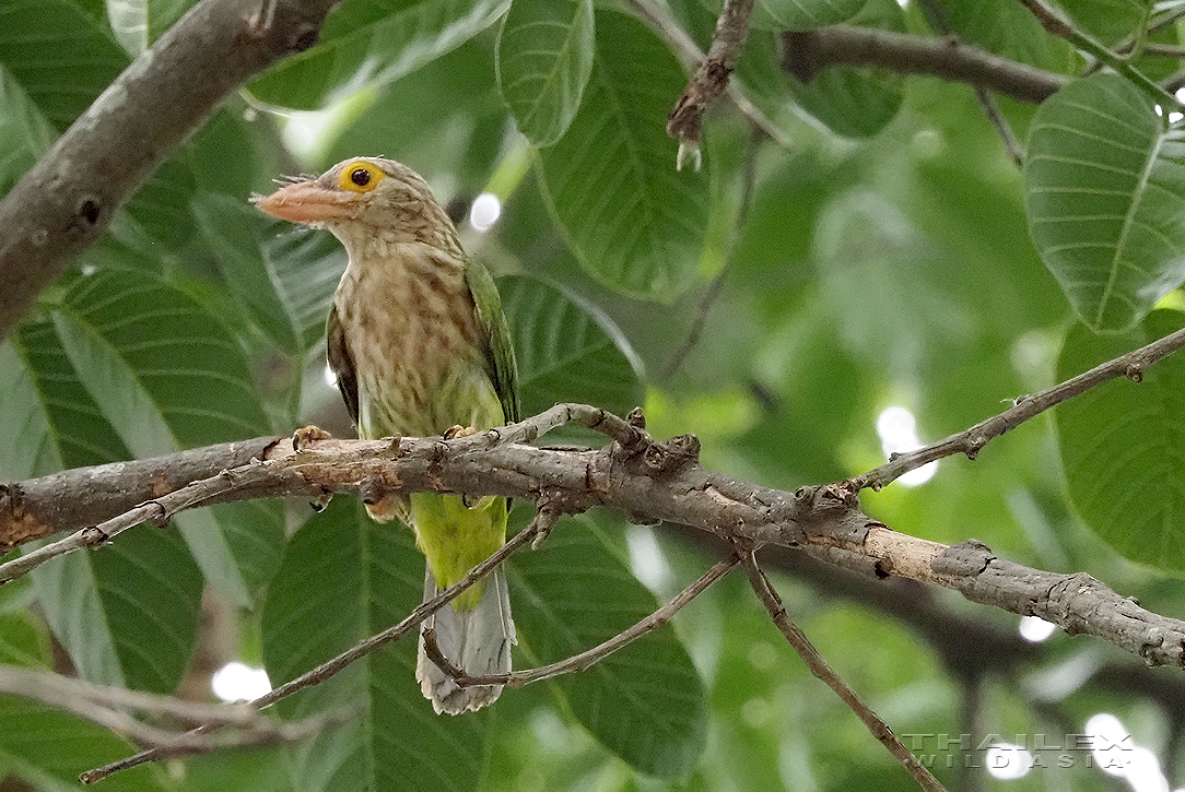 Lineated Barbet, Saraburi, TH