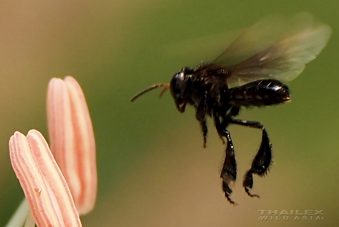 Stingless Bee, Chiang Rai, TH
