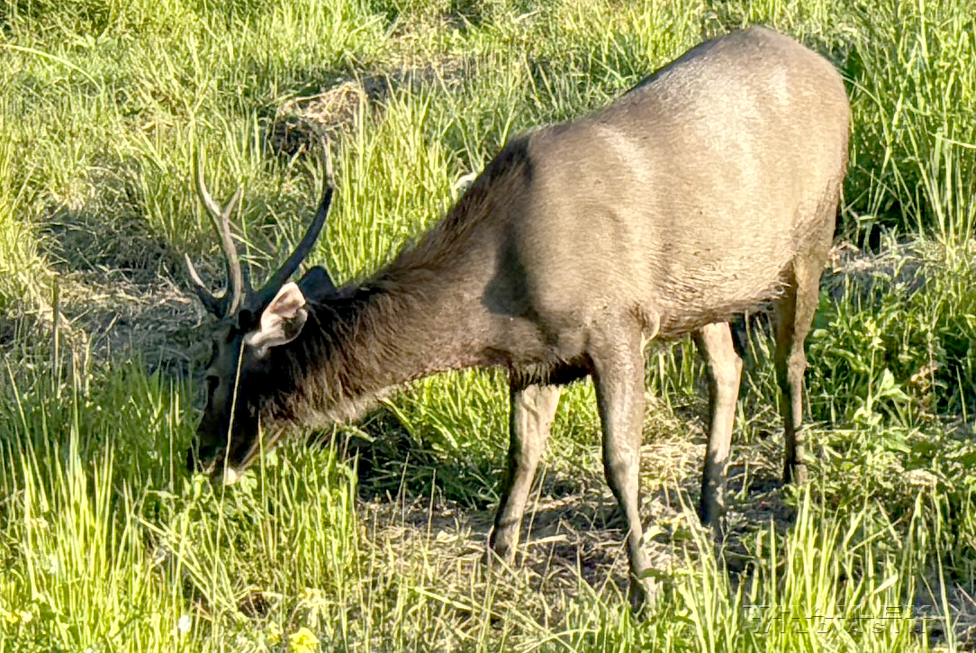 Sambar Deer, Nakhon Ratchasima, TH