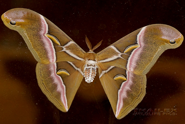 Ailanthus Silkmoth (Samia cynthia)