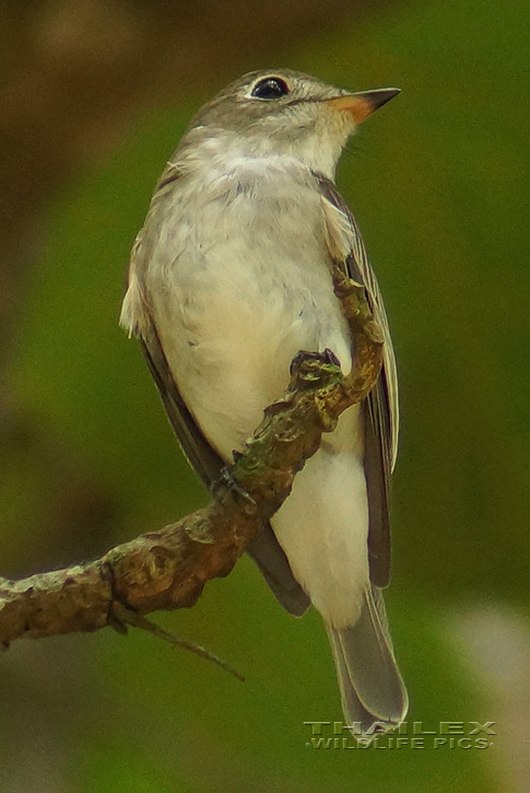 Asian Brown Flycatcher (Muscicapa dauurica)