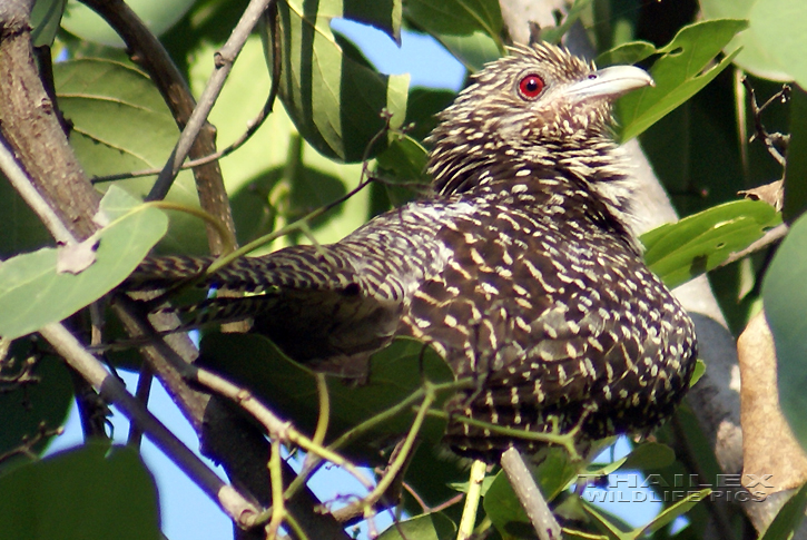 Eudynamys scolopaceus (Asian Koel)