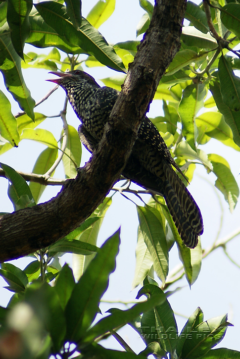 Asian Koel (Eudynamys scolopaceus)