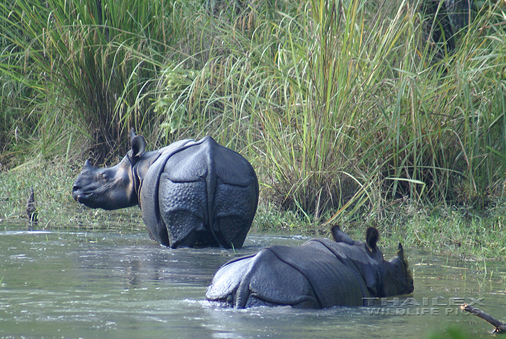 Asian One-horned Rhinoceros (Rhinoceros unicornis)