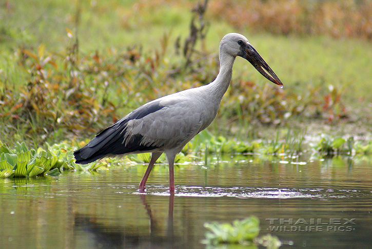 Anastomus oscitans (Asian Openbill)