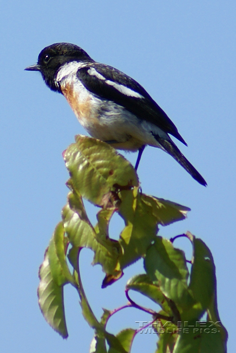 Asian Stonechat (Saxicola maurus)