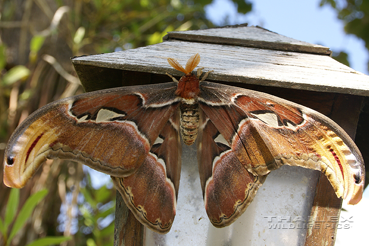 Atlas attacus (Atlas Moth)