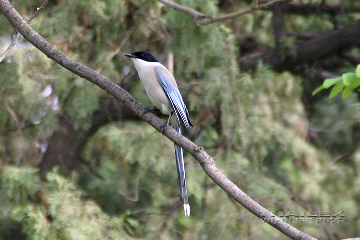 Cyanopica cyana (Azure-winged Magpie)