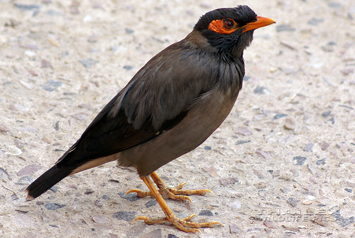 Acridotheres ginginiamus (Bank Myna)