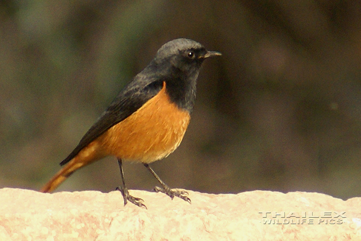 Phoenicurus ochruros (Black Redstart)