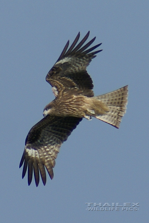 Black-eared Kite (Milvus migrans lineatus)