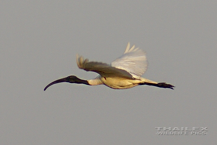 Threskiornis melanocephalus (Black-headed Ibis)