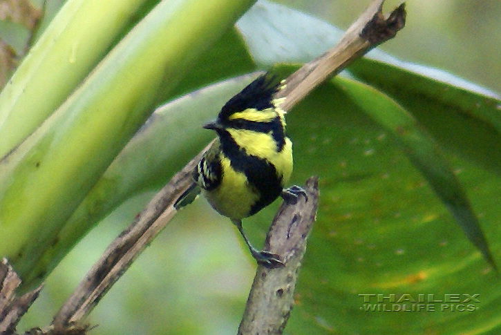 Parus xanthogenys (Black-lored Tit)