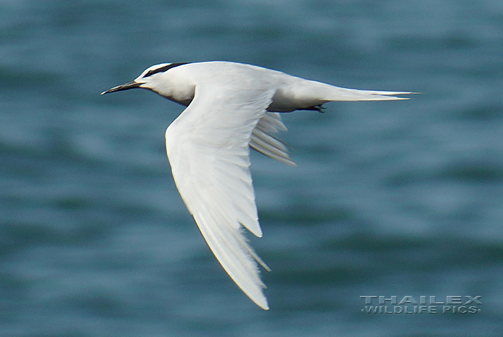 Black-naped Tern (Sterna sumatrana)