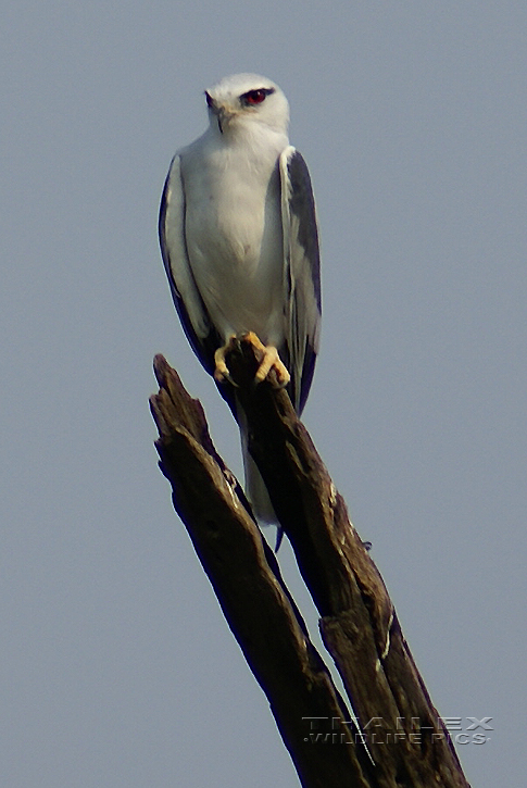 Elanus caeruleus (Black-shouldered Kite)