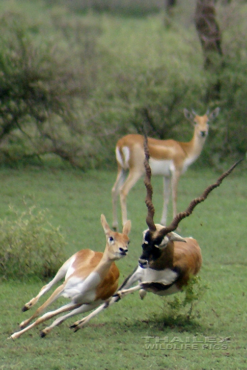 Antilope cervicapra (Blackbuck)