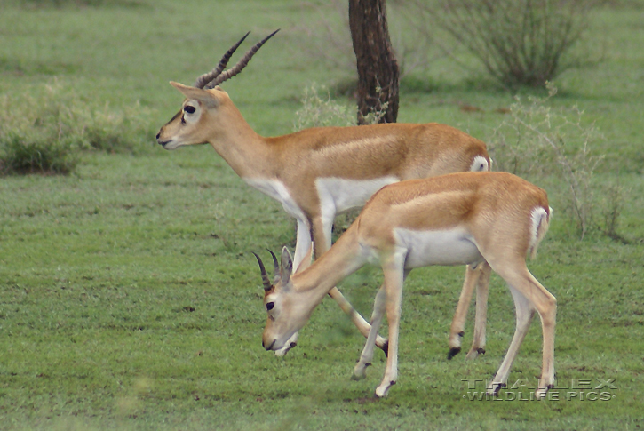 Antilope cervicapra (Blackbuck)