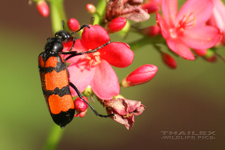 Mylabris pustulata (Blister Beetle)