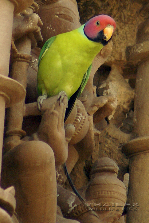 Blossom-headed Parakeet (Psittacula roseata)