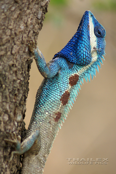 Calotes mystaceus (Blue Crested Lizard)