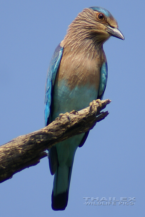 Coracias benghalensis (Blue Jay)
