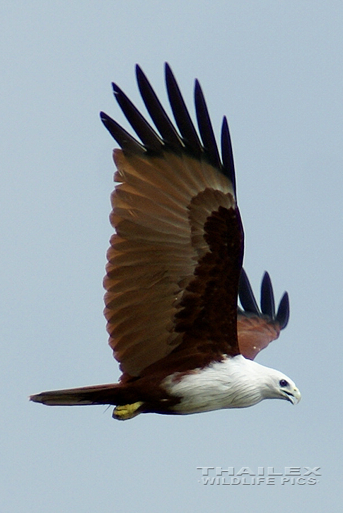 Brahminy Kite (Haliastur indus)