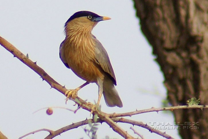 Sturnia pagodarum (Brahminy Myna)