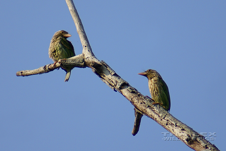 Brown-headed Barbet (Megalaima zeylanica)