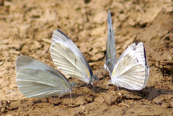 Cabbage White (Pieris brassicae)