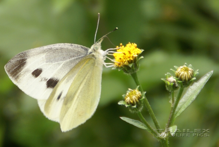 Pieris brassicae (Cabbage White)