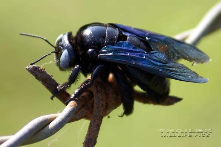 Xylocopa sp. (Carpenter Bee)