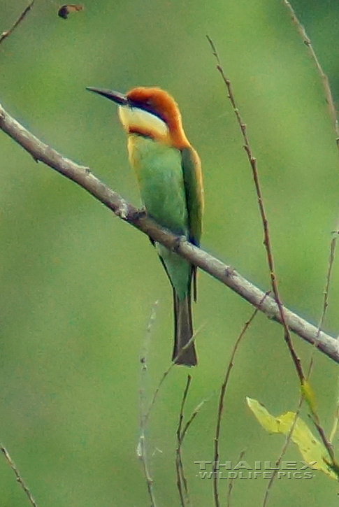 Chestnut-headed Bee-eater (Merops leschenaulti)