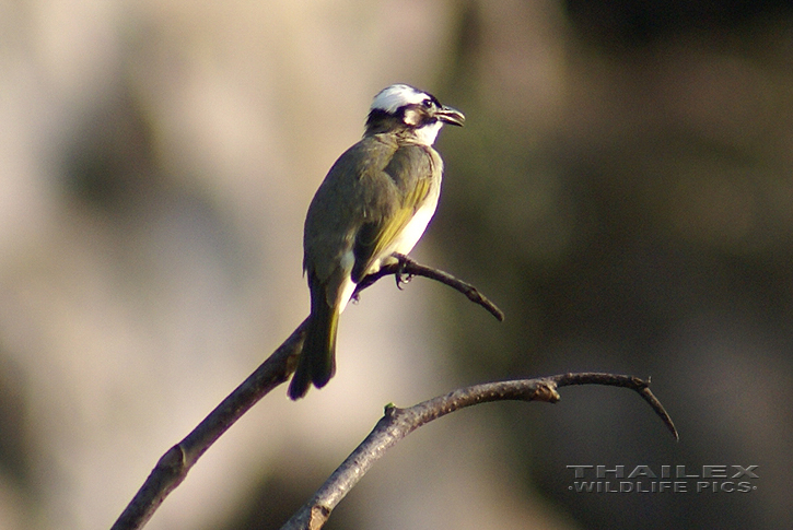 Pycnonotus sinensis (Chinese Bulbul)