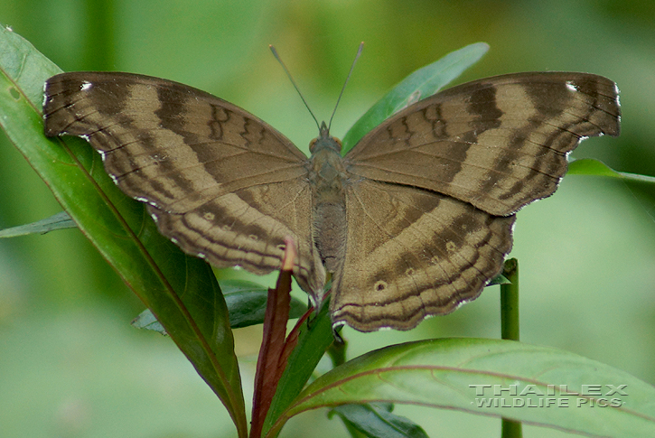 Chocolate Pansy (Junonia iphita)