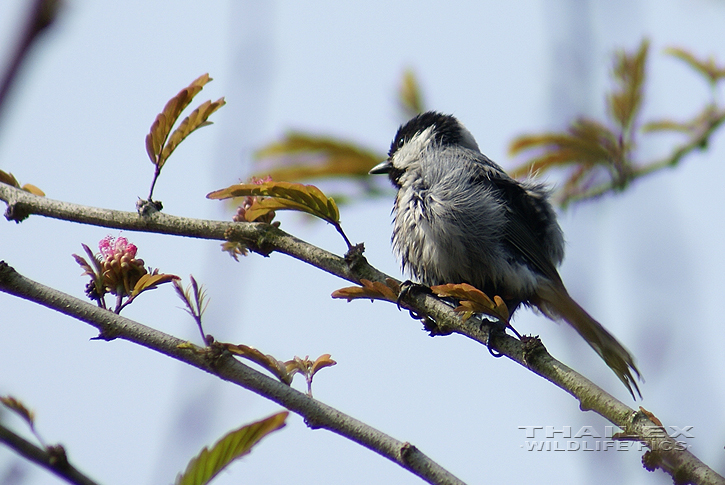 Cinereous Tit (Parus cinereus)