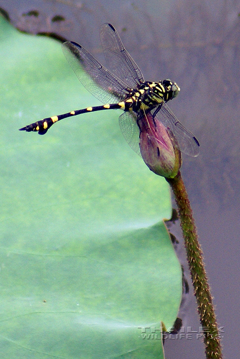 Common Clubtail (Ictinogomphus decoratus)