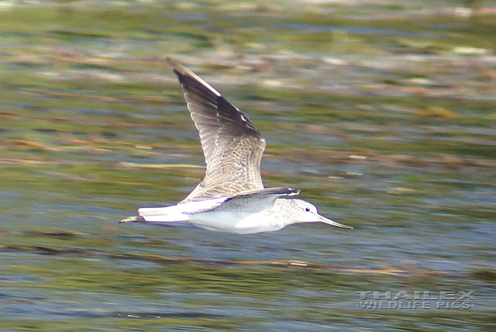 Common Greenshank (Tringa nebularia)