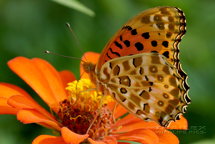 Common Leopard (Phalanta phalantha)