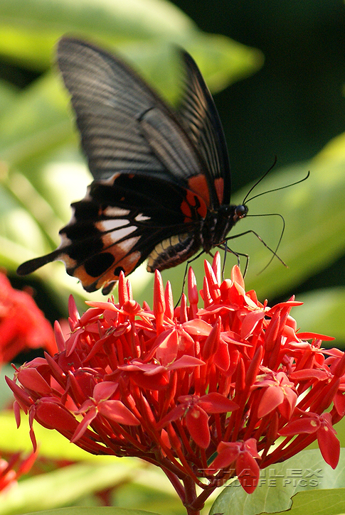 Papilio polytes (Common Mormon)