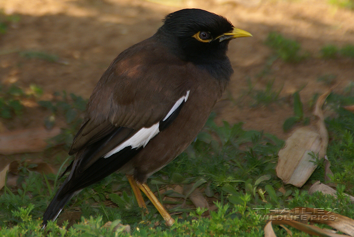 Acridotheres tristis (Common Myna)